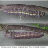 euch ausonia praepupa volg